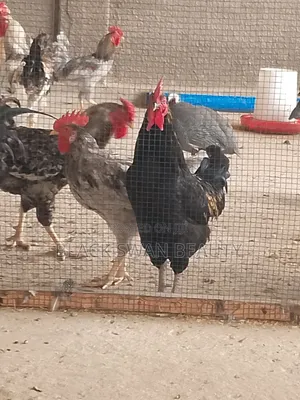 Local Chickens