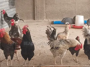 Local Chickens