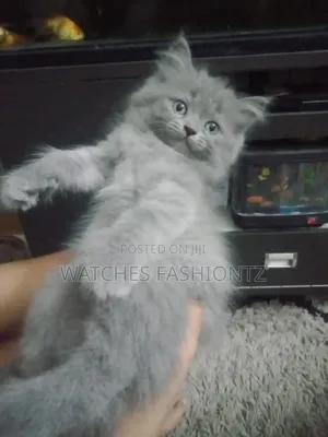 1-3 months Male Purebred Persian