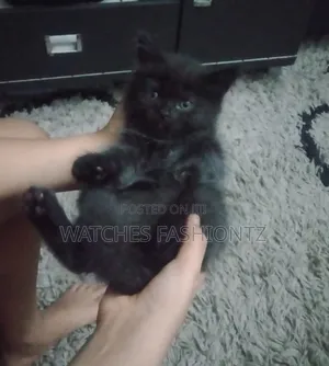 1-3 months Male Purebred Persian