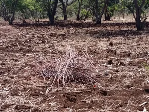*10 Acres at Ngorongoro Conservation Area for Sale in Karatu*