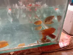 Pet Fish and Aquariums