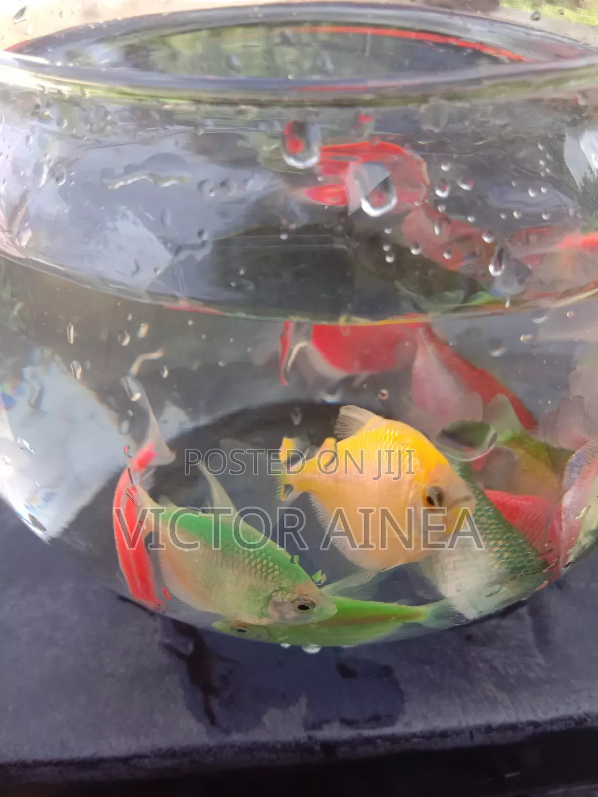 Pet Fish and Aquariums