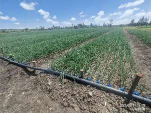 Drip Tape System