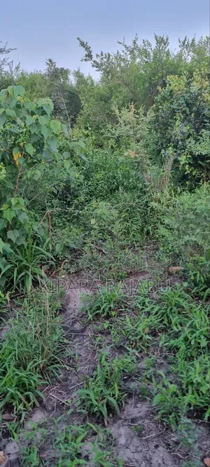 Shamba Rinauzwa Kiwangwa Pwani Ya Bagamoyo