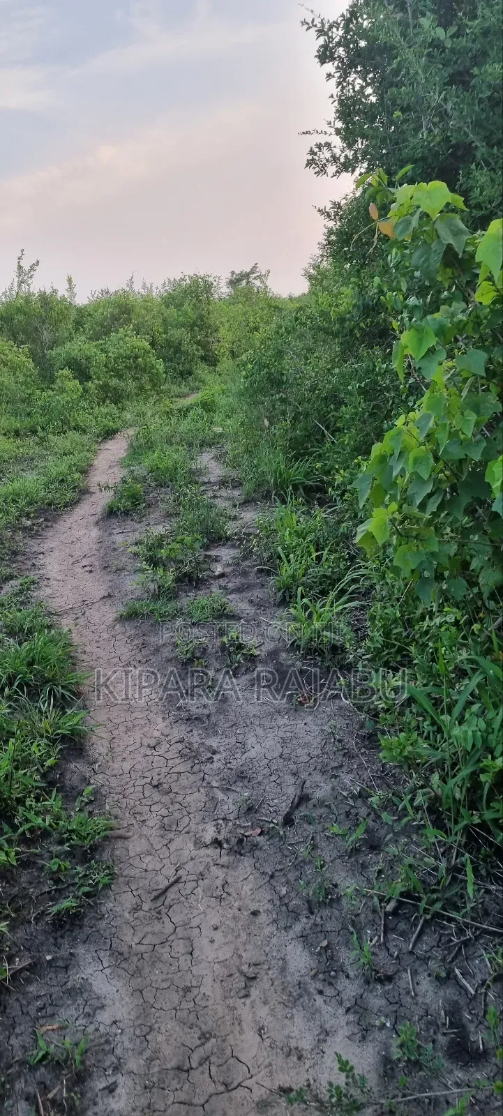 Shamba Rinauzwa Kiwangwa Pwani Ya Bagamoyo