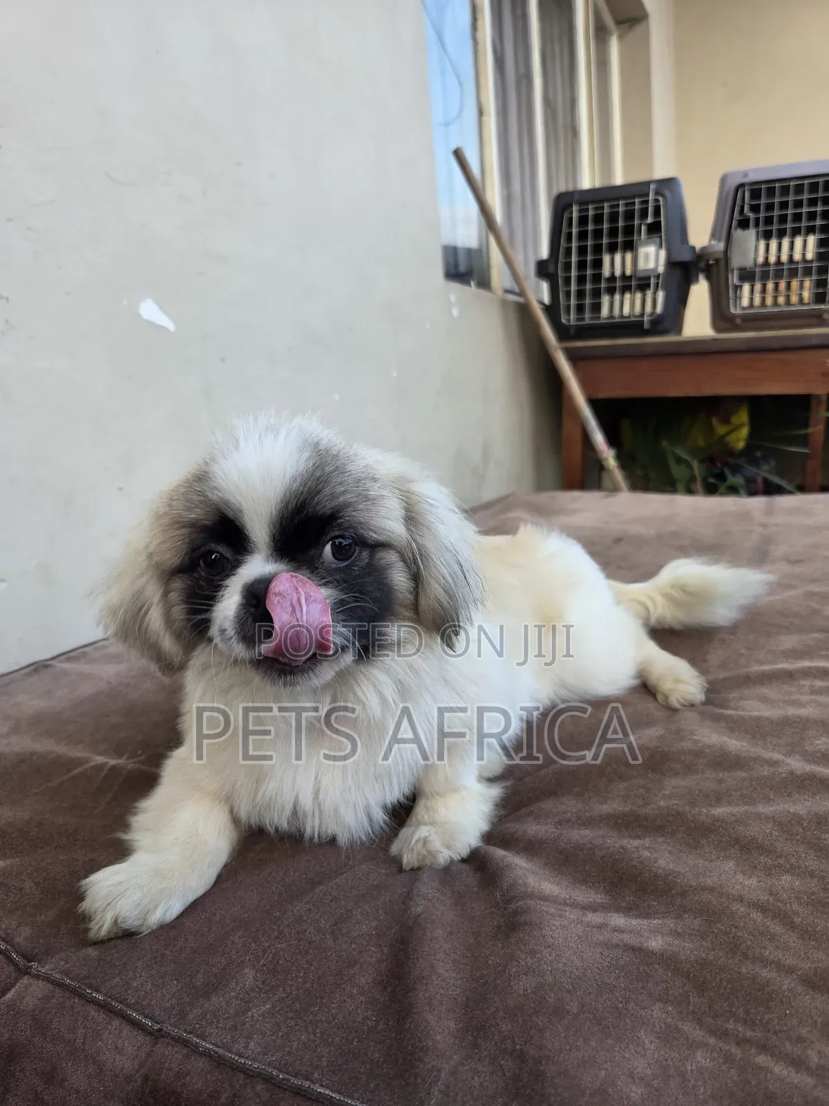 1-3 months Male Purebred Pekingese