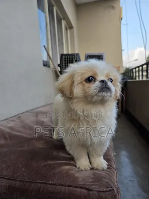 1-3 months Male Purebred Pekingese