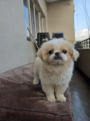 1-3 months Male Purebred Pekingese