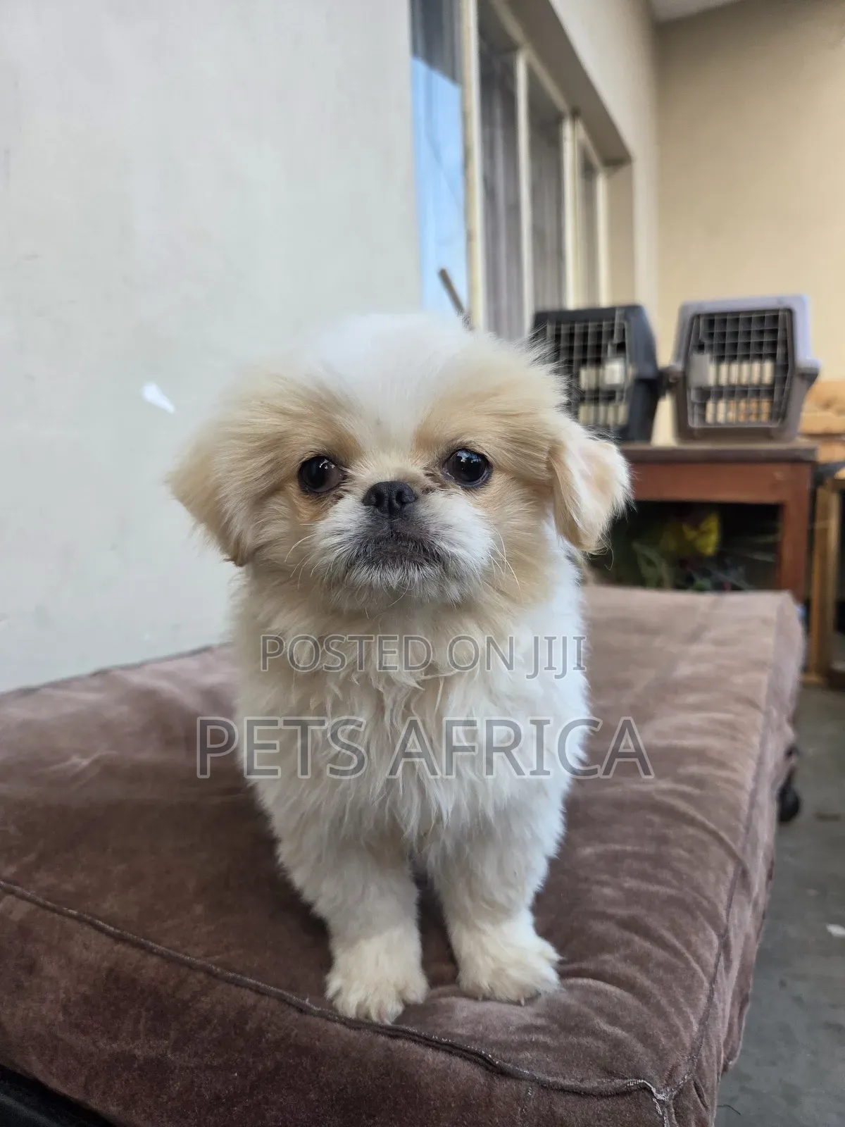 1-3 months Male Purebred Pekingese