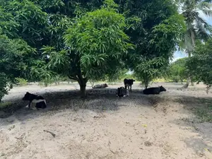 30 Acres Investment Farm Land for Sale at Vikindu