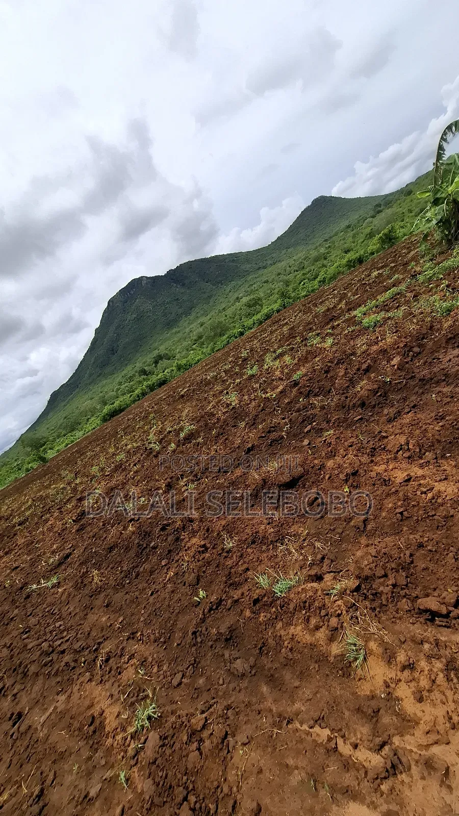 Hector 50 at Morogoro Sanga Sanga Area