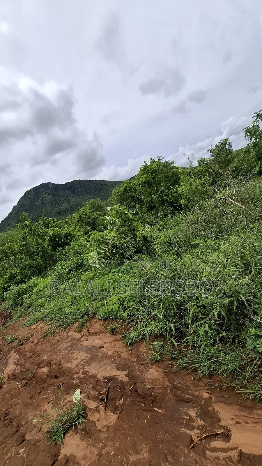 Hector 50 at Morogoro Sanga Sanga Area