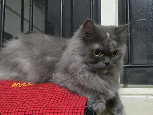 1+ year Female Purebred Persian