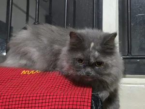 1+ year Female Purebred Persian