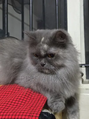 1+ year Female Purebred Persian