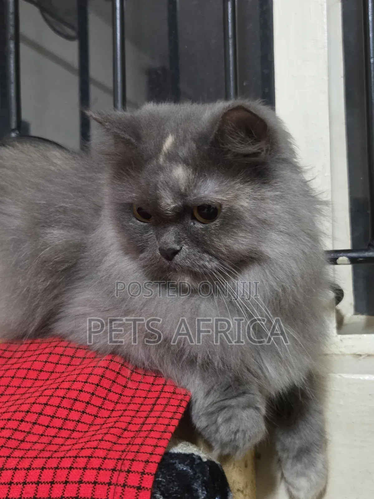 1+ year Female Purebred Persian