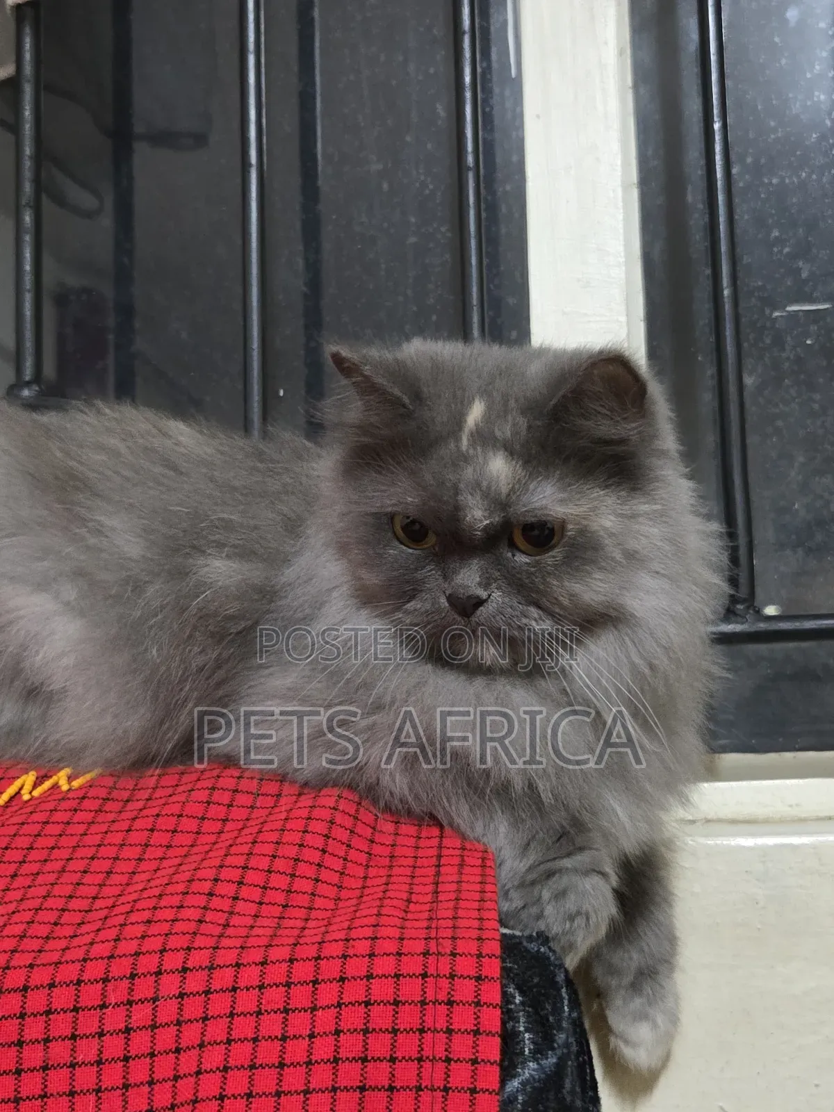 1+ year Female Purebred Persian