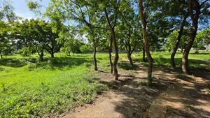 Plot Area SQM 1000 for Sale at Salasala