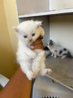 1-3 months Female Purebred Persian