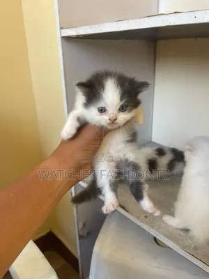 0-1 month Female Purebred Persian