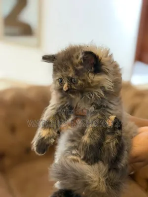 0-1 month Male Purebred Persian