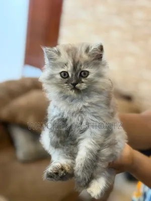 0-1 month Female Purebred Persian