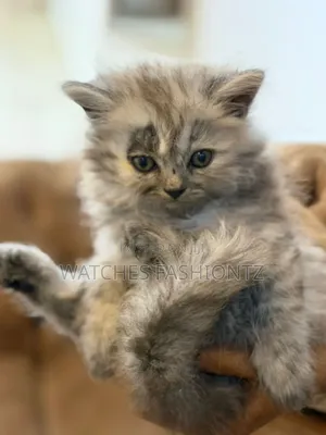 0-1 month Female Purebred Persian