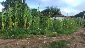 7bdrm Apartment in Kasumulu Boarder, Kyela for sale