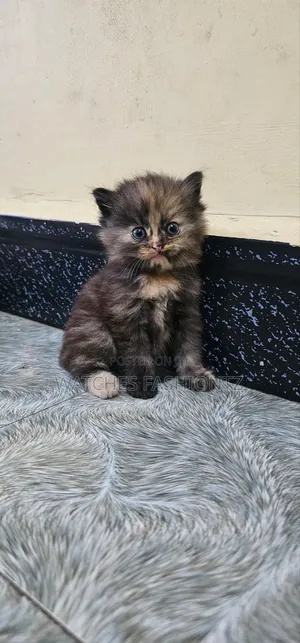 1-3 months Female Purebred Persian