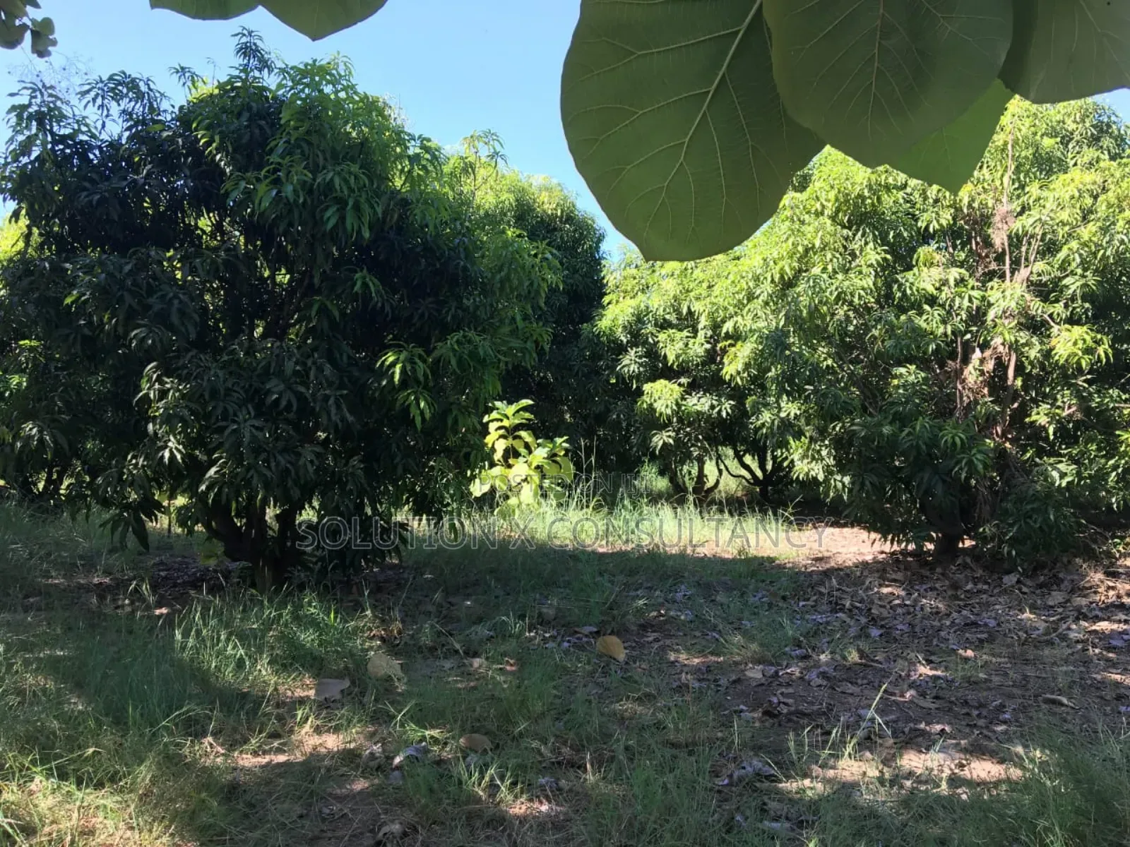 Farm Land With Teak Trees, Mango Trees for Sale at Morogoro - Ifakara