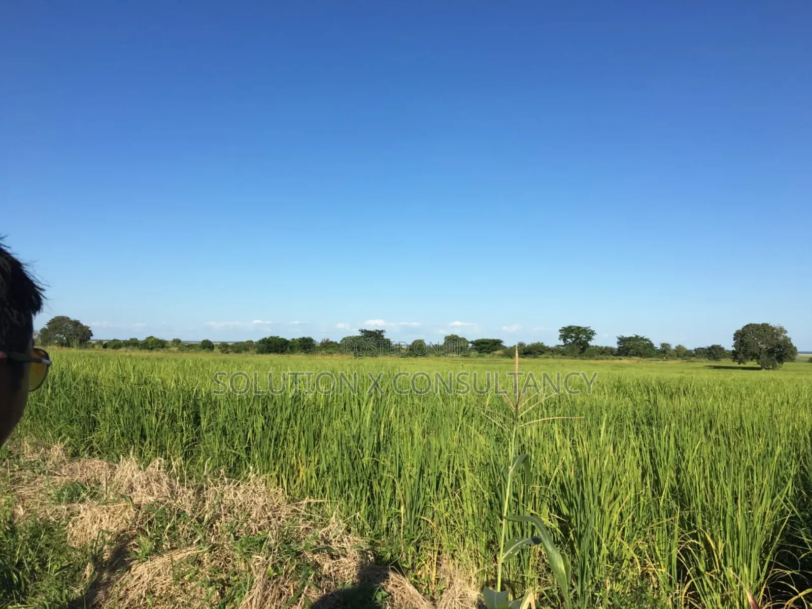 Farm Land With Teak Trees, Mango Trees for Sale at Morogoro - Ifakara