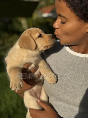 1-3 months Male Purebred Labrador Retriever