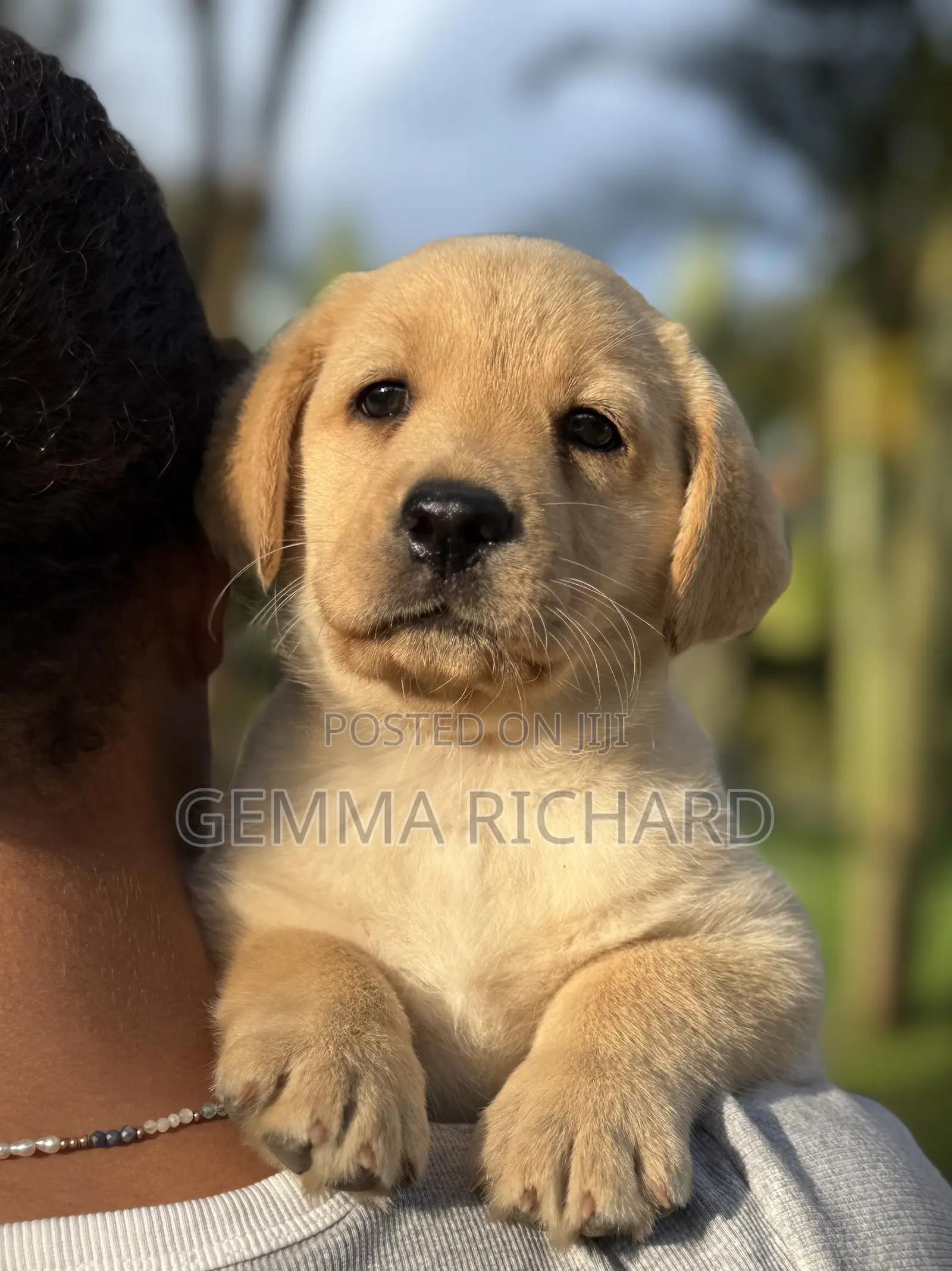 1-3 months Male Purebred Labrador Retriever