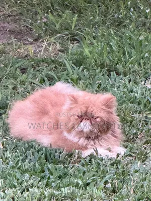 1+ year Male Purebred Persian