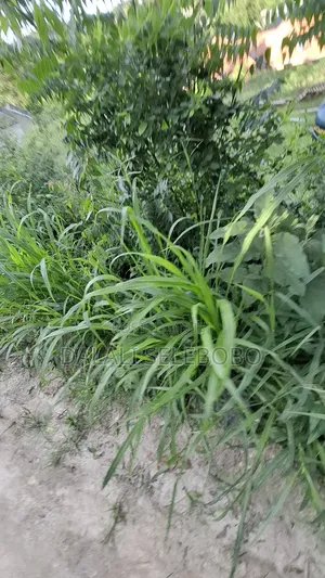 150 Hector at Bagamoyo Zinga Investment Area