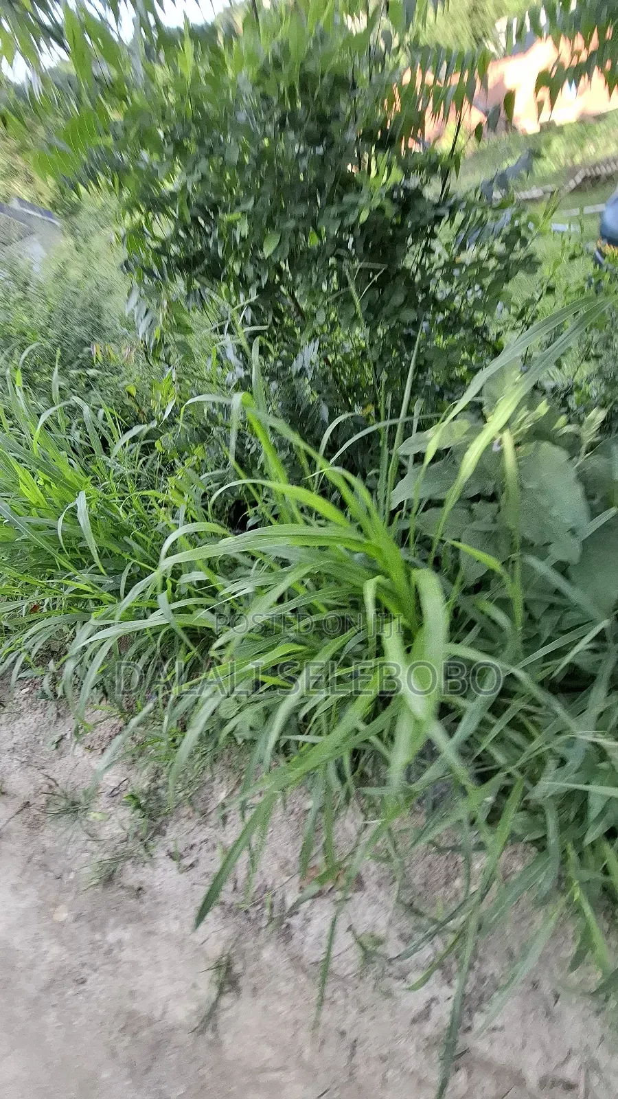 150 Hector at Bagamoyo Zinga Investment Area