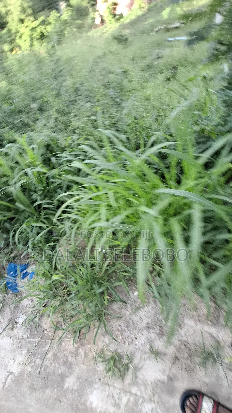 150 Hector at Bagamoyo Zinga Investment Area