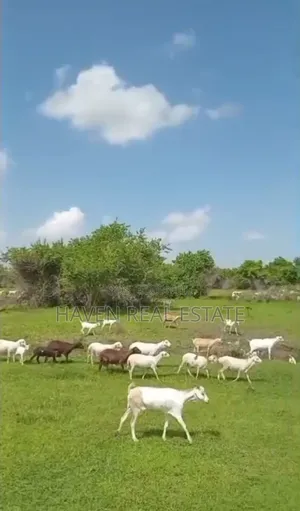 Shamba La Ekari 300 Linauzwa Msoga Bagamoyo