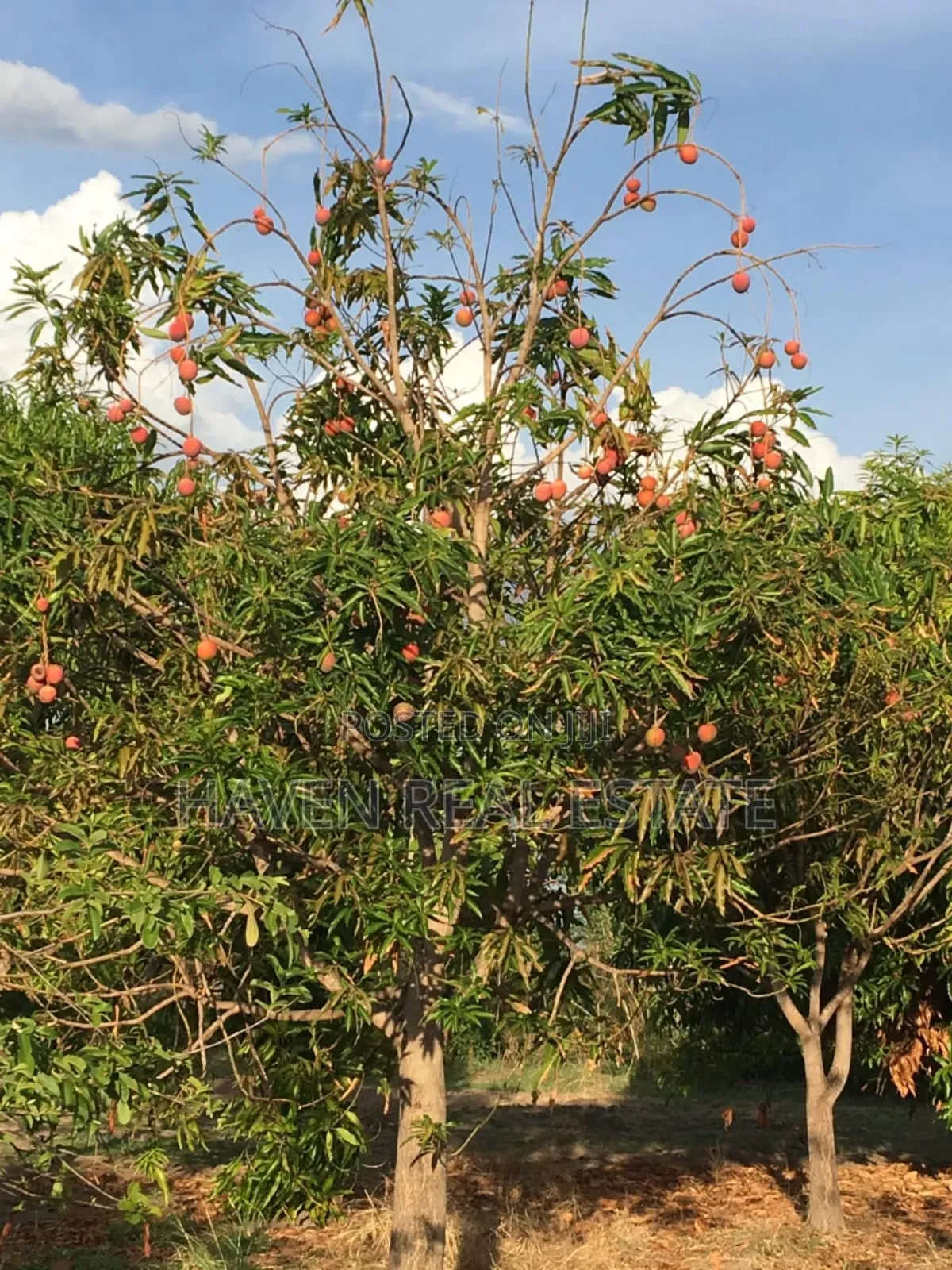 Shamba La Ekari 374 Linauzwa Ifakara Morogoro
