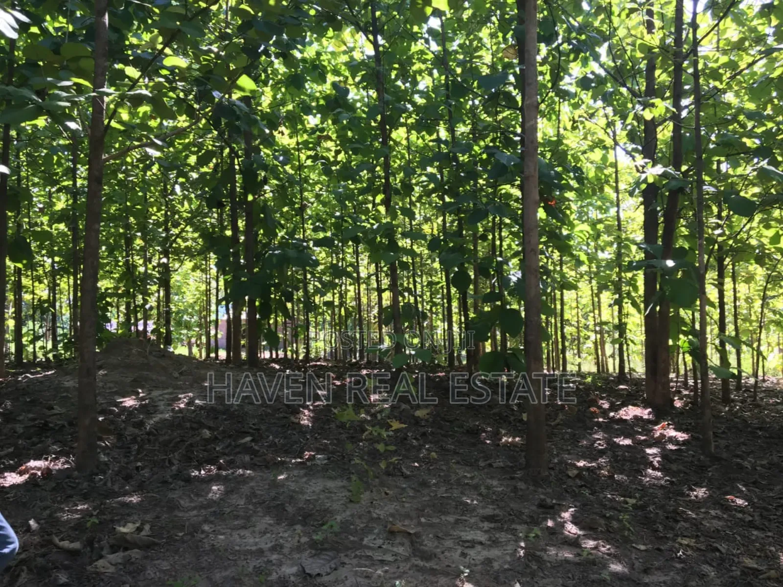 Shamba La Ekari 374 Linauzwa Ifakara Morogoro