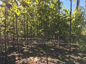 Shamba La Ekari 374 Linauzwa Ifakara Morogoro