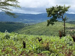 20 Acre For Investment In Karatu – Overlooking Ngorongoro Rim*