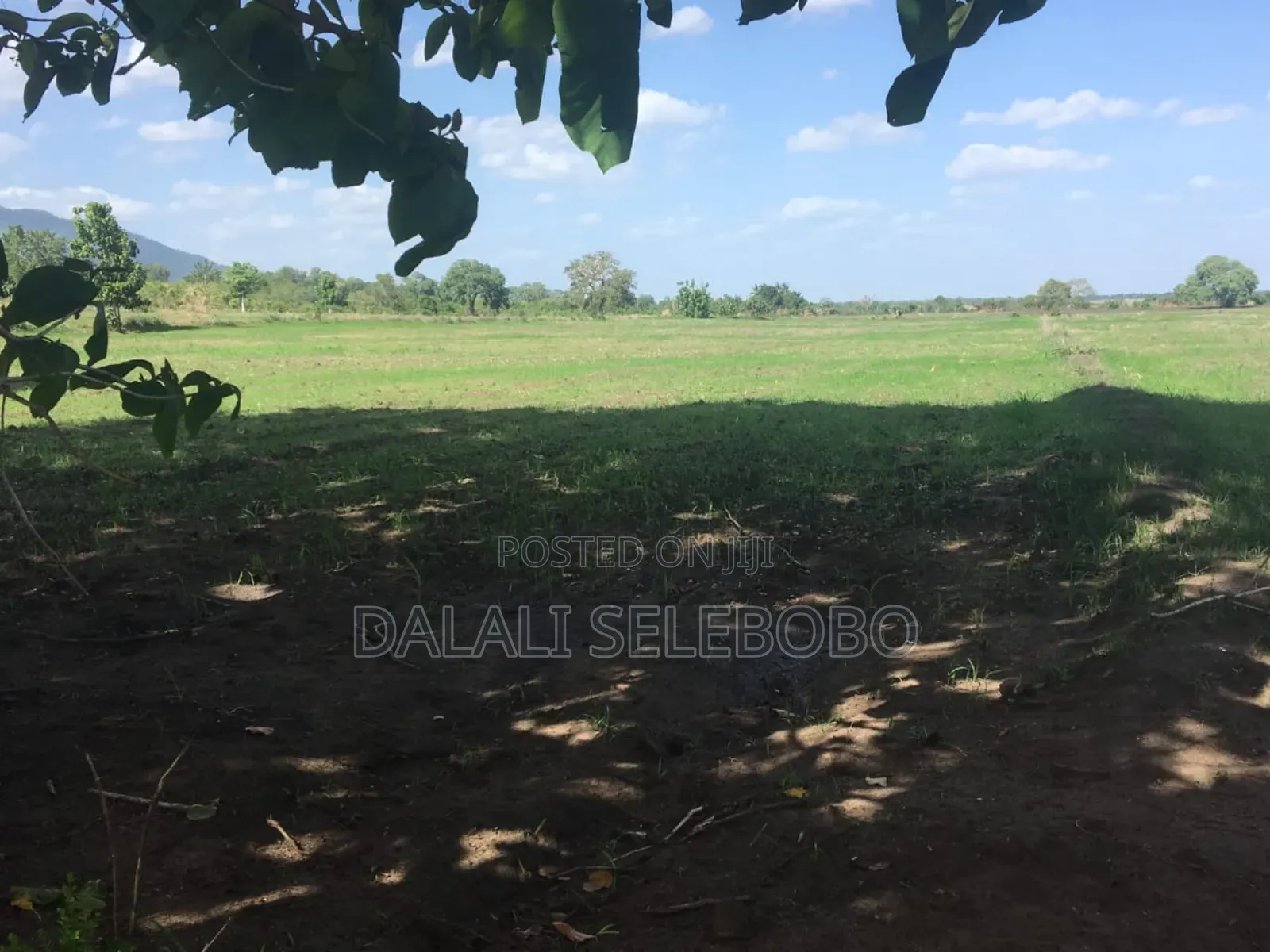 Hector 347 Free Tee Nice Farm at Morogoro Ifakara