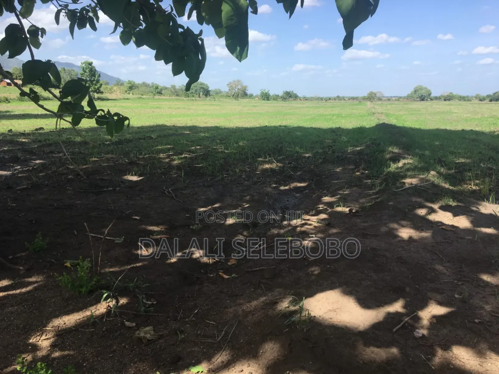 Hector 347 Free Tee Nice Farm at Morogoro Ifakara
