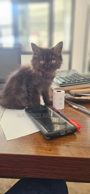 1-3 months Male Purebred Persian