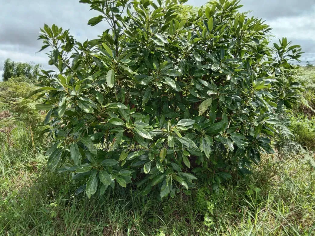 Avacado Farm for Sale at Njombe 100 Acres
