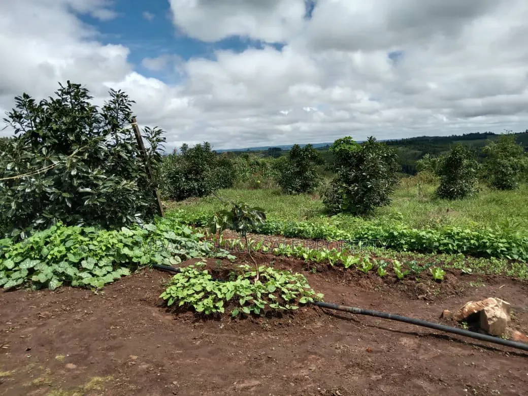 Avacado Farm for Sale at Njombe 100 Acres