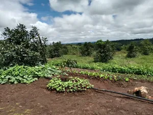 Avacado Farm for Sale at Njombe 100 Acres