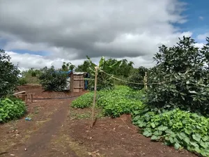 Avacado Farm for Sale at Njombe 100 Acres